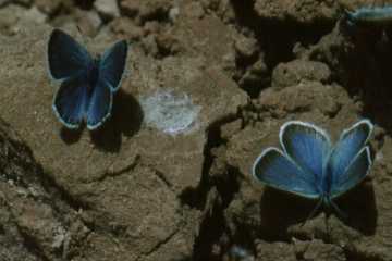 Blauwe vlinders