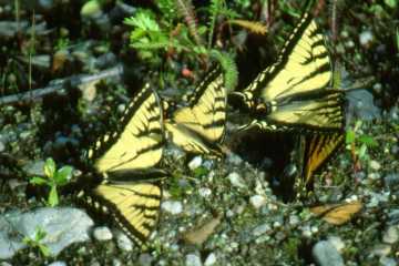 Western Tiger Swallowtail (Papilio rutulus)