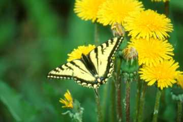 Western Tiger Swallowtail (Papilio rutulus)